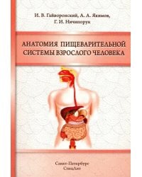 Анатомия пищеварительной системы взрослого человека