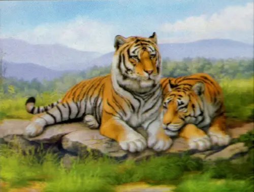 Алмазная вышивка с полным заполнением на холсте. Тигры Алмазная вышивка с полным заполнением на холсте. Тигры