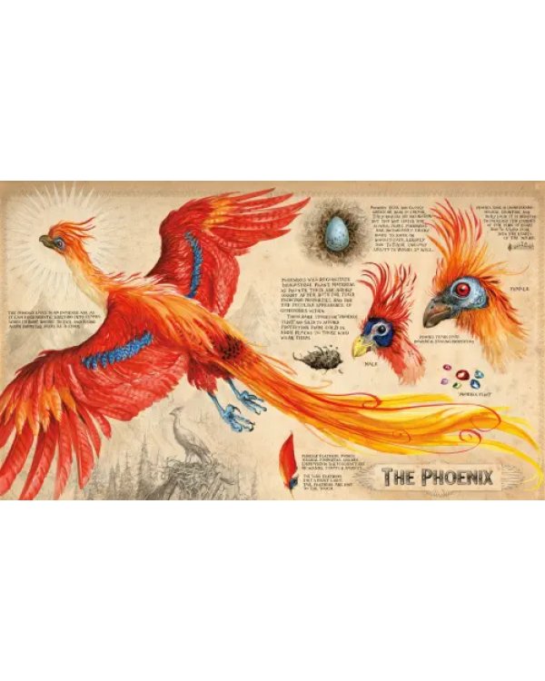 Harry Potter and the Chamber of Secrets. Illustrated