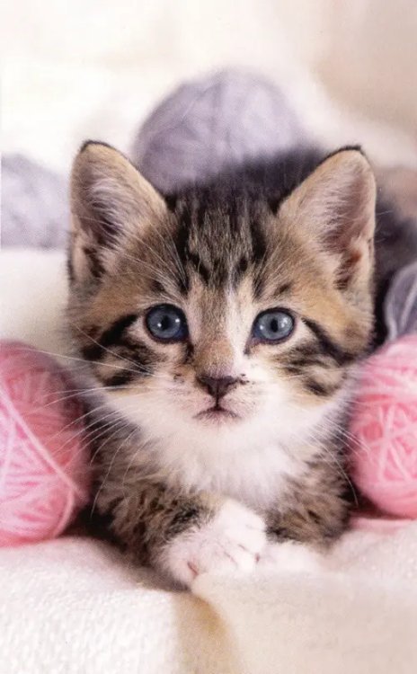 Картины для раскрашивания по номерам Раскрашивание по номерам Панно Пушистый малыш