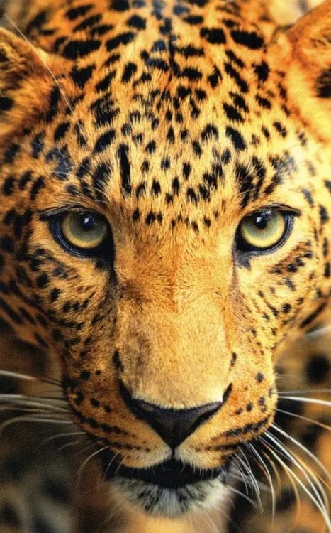 Картины для раскрашивания по номерам Раскрашивание по номерам Панно Леопард