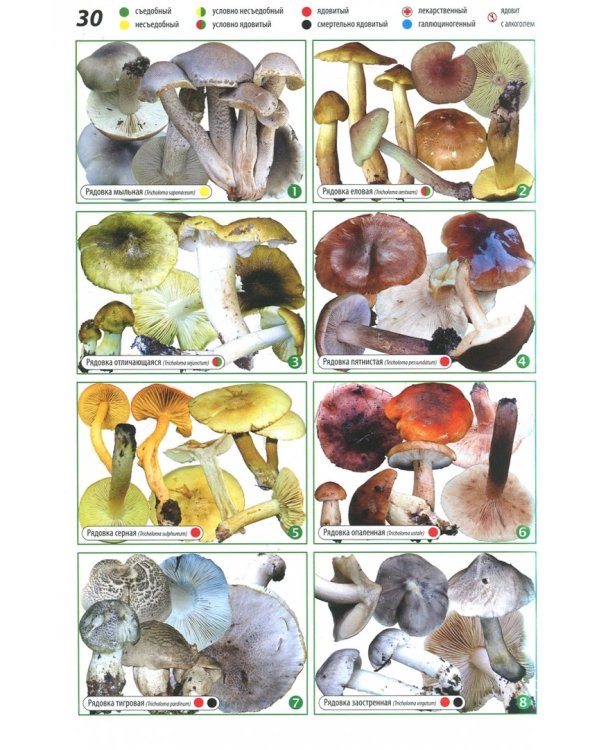 Всё о грибах. Популярная энциклопедия