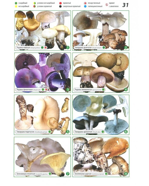 Всё о грибах. Популярная энциклопедия