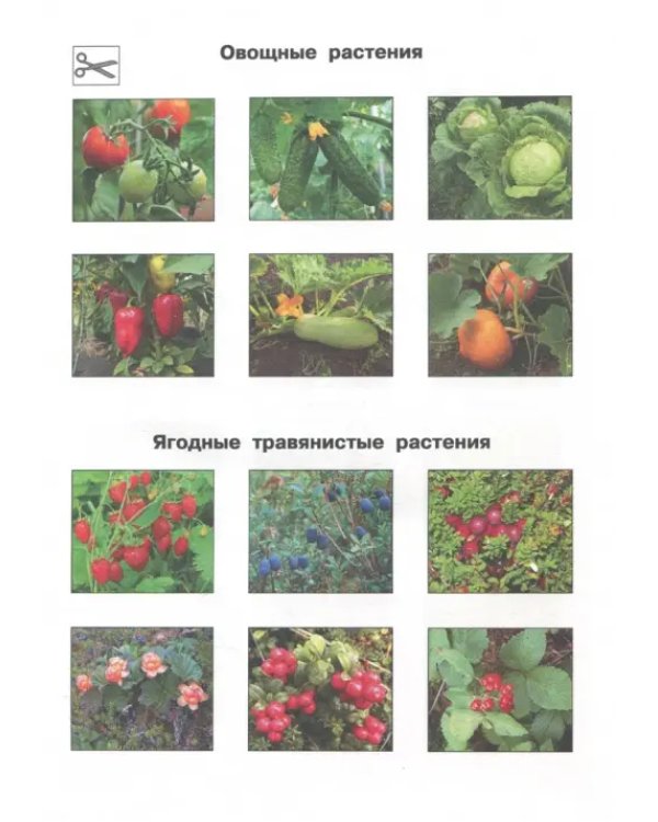 Окружающий мир. 1 класс. Тетрадь для внеурочной деятельности. Изучаем природу родного края