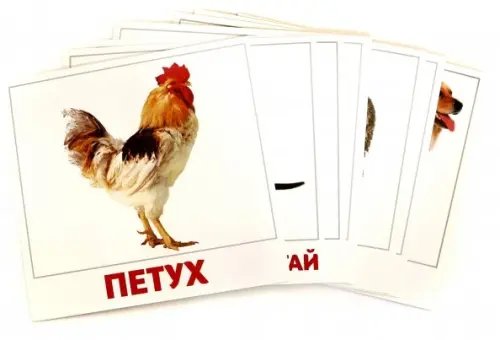 Домашние животные Домашние животные