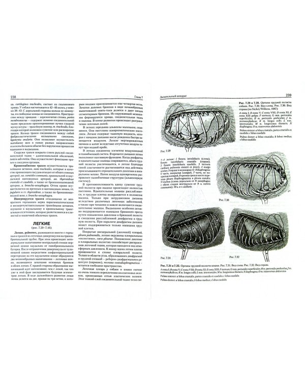 Анатомия собаки и кошки