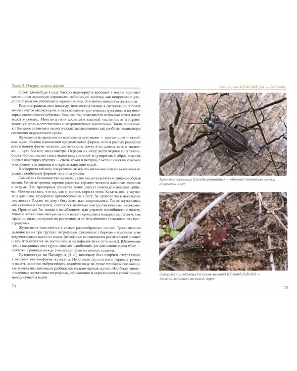 Жизнь замечательных жуков