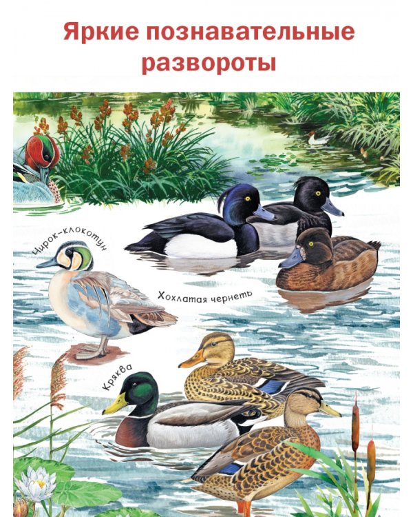 Рассказы о природе