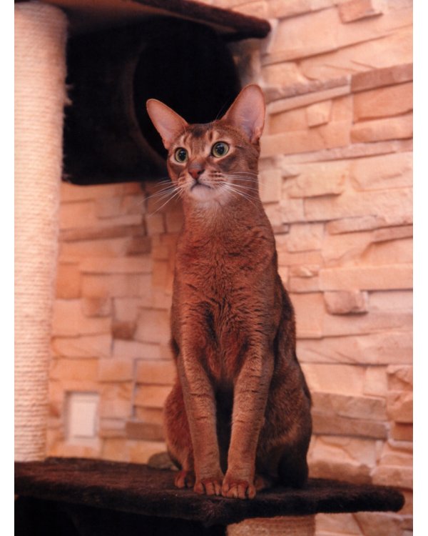 Кошки