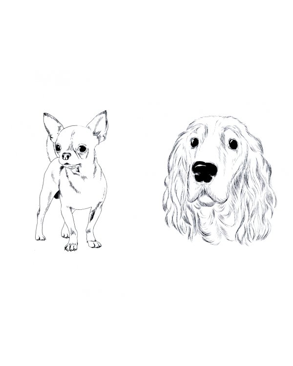 Песики и их мокрые носики