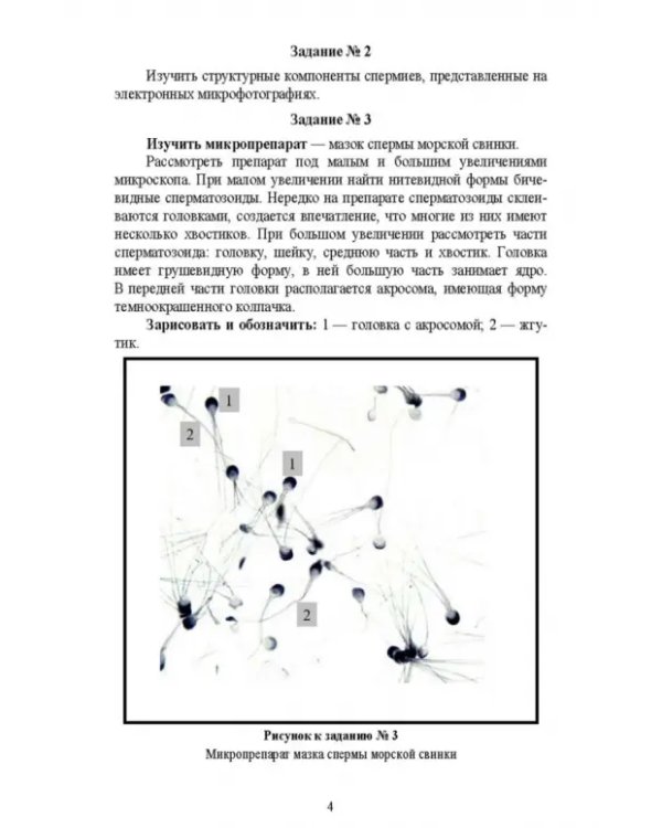 Биология размножения и развития. Лабораторный практикум. Учебно-методическое пособие