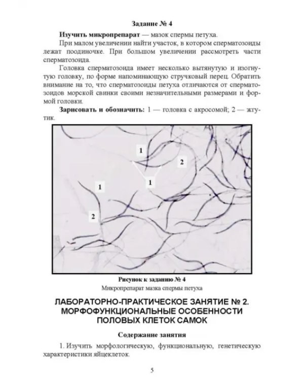Биология размножения и развития. Лабораторный практикум. Учебно-методическое пособие