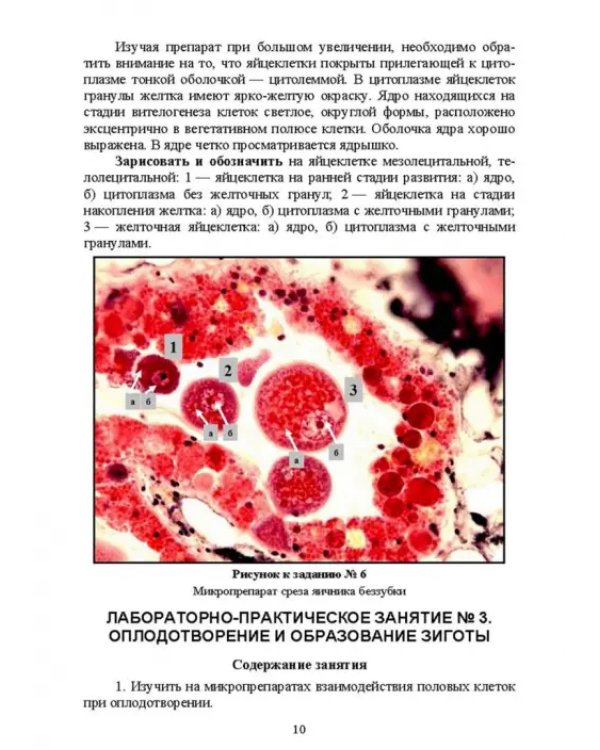Биология размножения и развития. Лабораторный практикум. Учебно-методическое пособие