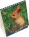 Обложка книги «Календарь на 2023 год. Год кролика»