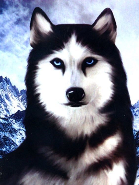 Алмазная мозаика. Хаски