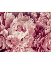 Картина по номерам Нежные пионы