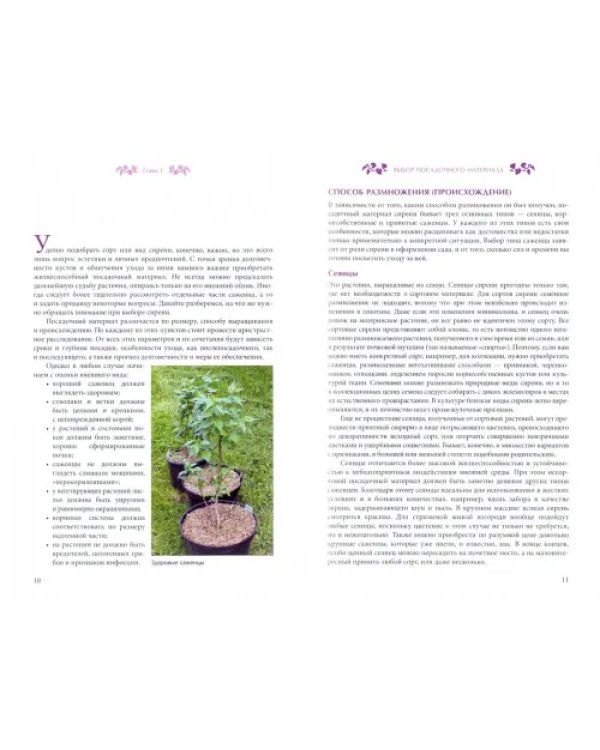 Сирень. Уход, обрезка, размножение, сорта