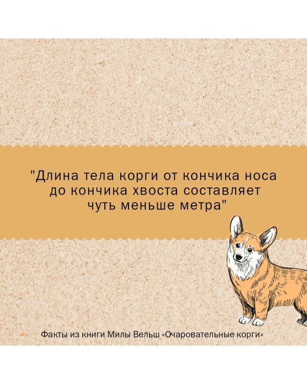 Очаровательные корги. Походка, которая вдохновляет!