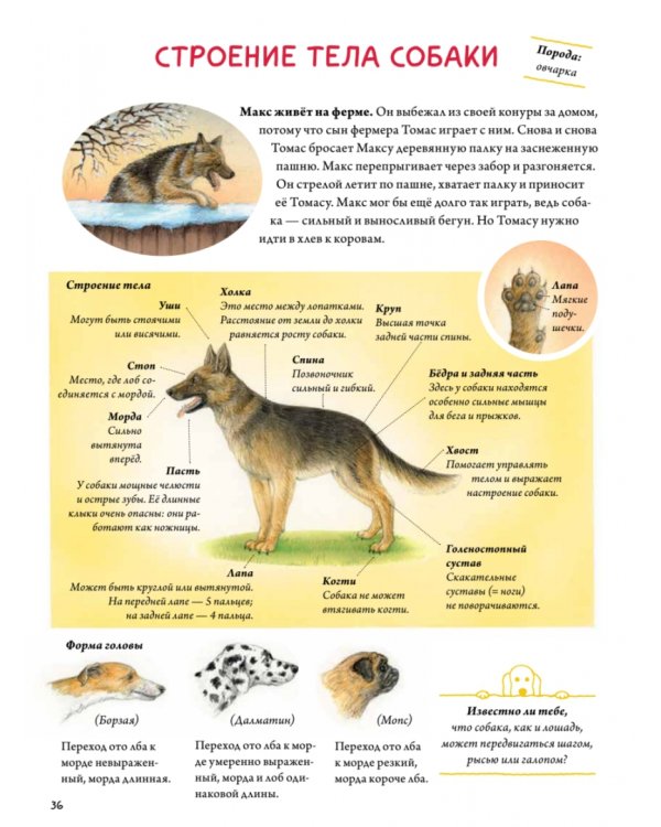 Моя самая красивая книга о кошках и собаках