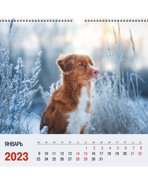 Календарь настенный перекидной на 2023 год Домашние любимцы 2
