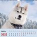 Календарь настенный перекидной на 2023 год Домашние любимцы 4