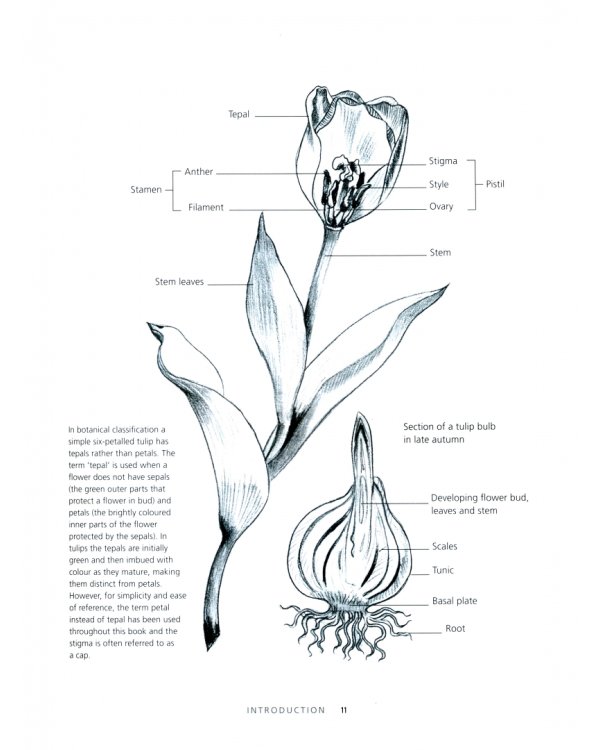Tulips. Beautiful varieties for home and garden
