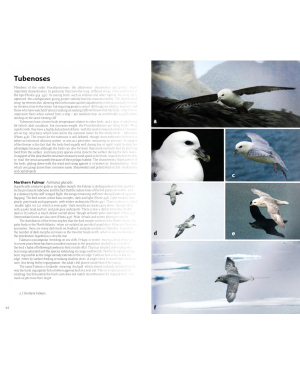 Wildlife of the Arctic