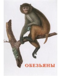 Набор открыток. Обезьяны