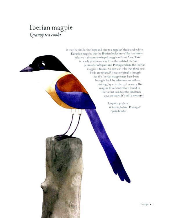 Atlas of Amazing Birds