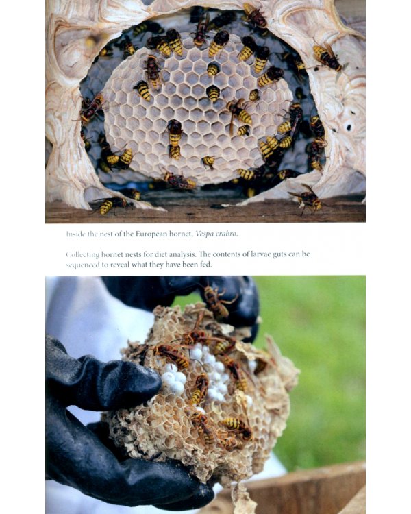 Endless Forms. The Secret World of Wasps