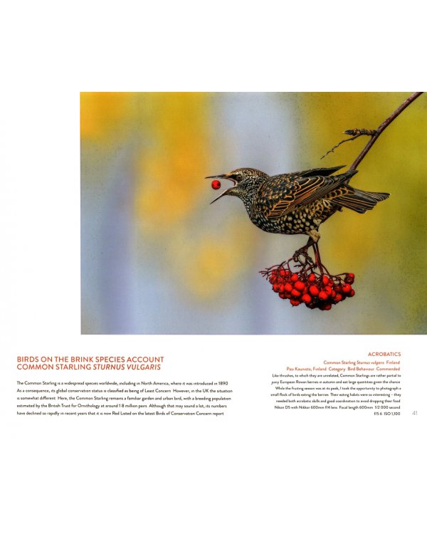 Bird Photographer of the Year