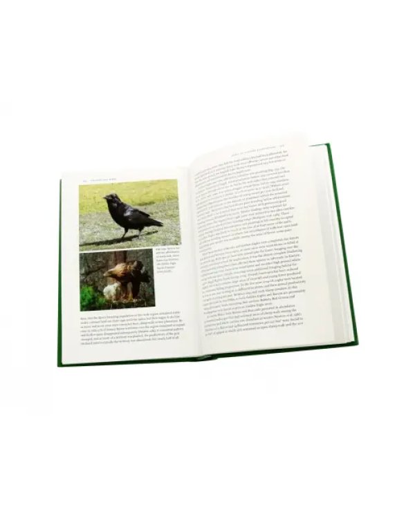 Uplands And Birds