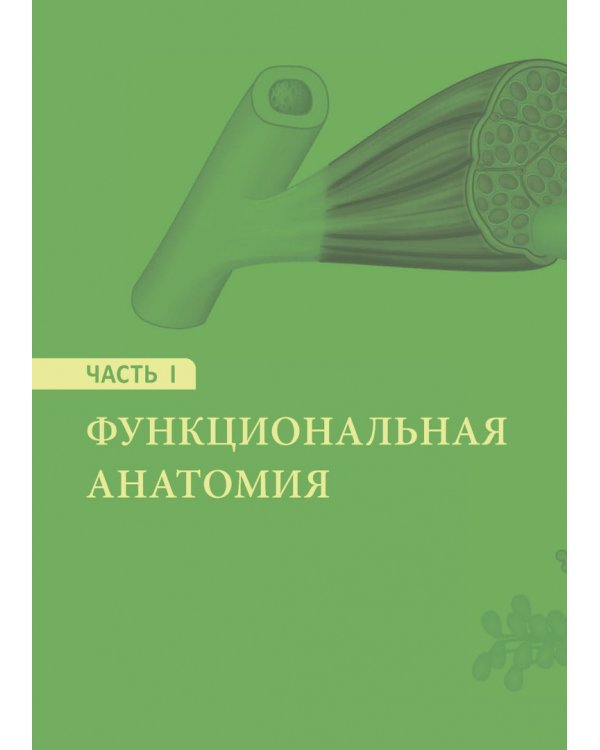 Функциональная анатомия йоги. Пособие для практикующих и наставников