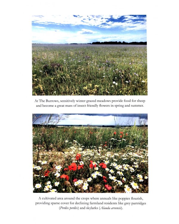 Land Healer. How Farming Can Save Britain’s Countryside