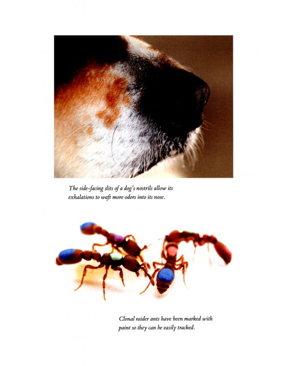 An Immense World. How Animal Senses Reveal the Hidden Realms Around Us