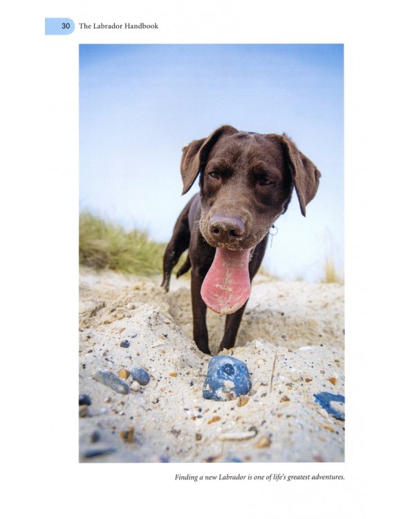 The Labrador Handbook