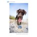 The Labrador Handbook