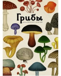 Грибы