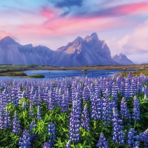 Алмазная мозаика Лавандовое поле, 30х30, без подрамника