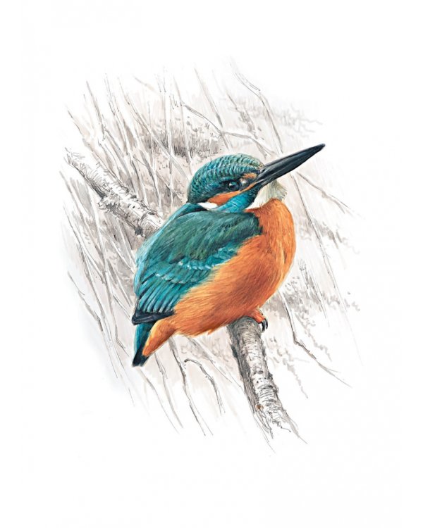 Птицы.Крылатые чудеса природы