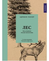 Лес. Как устроена лесная экосистема