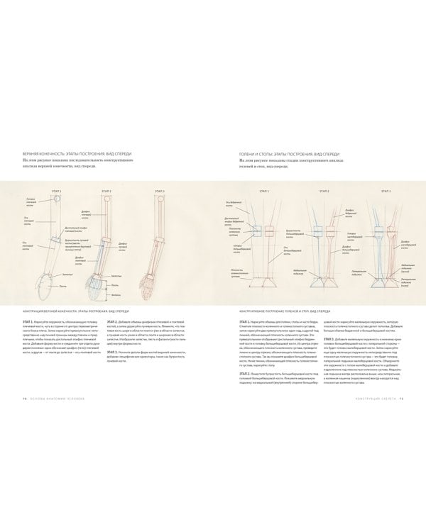 Основы анатомии человека. Наглядное руководство для художников