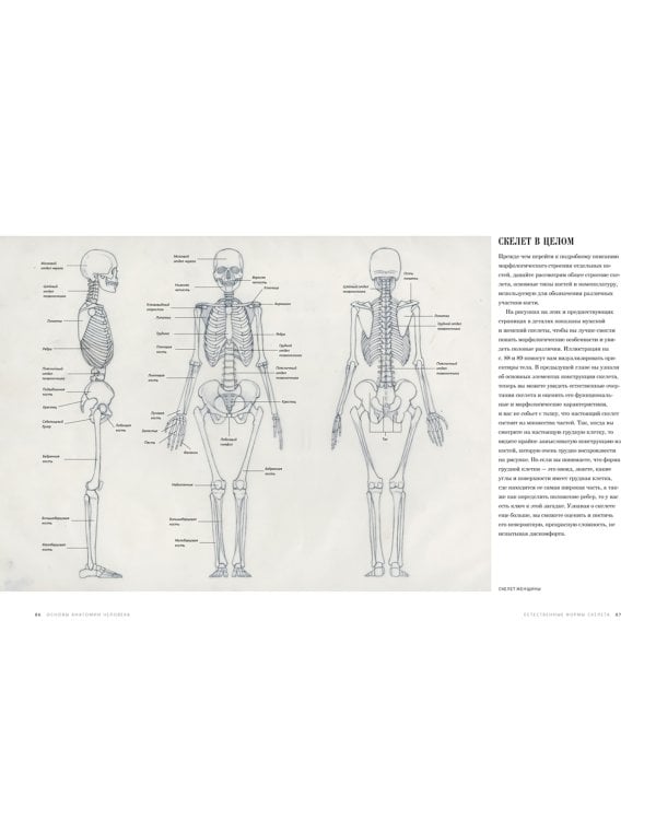 Основы анатомии человека. Наглядное руководство для художников