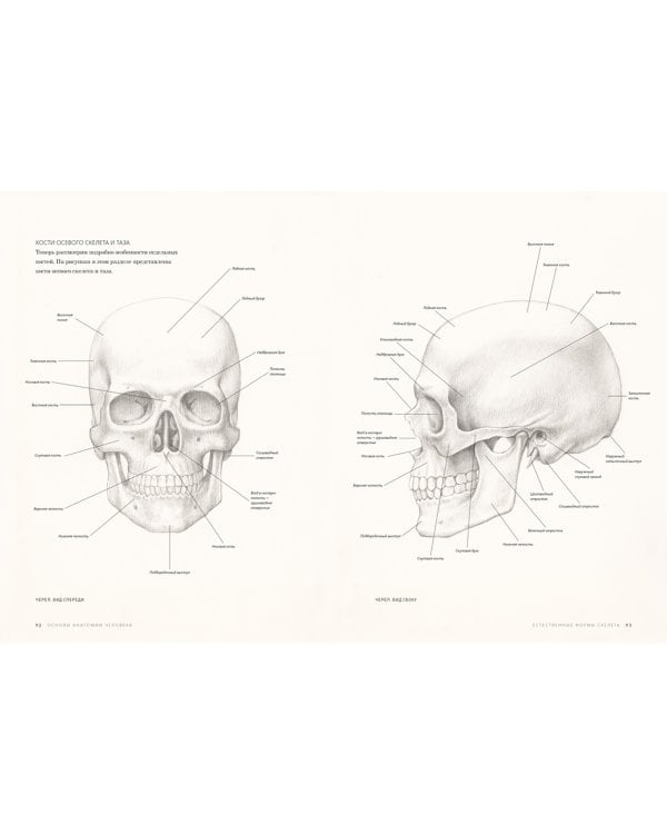 Основы анатомии человека. Наглядное руководство для художников