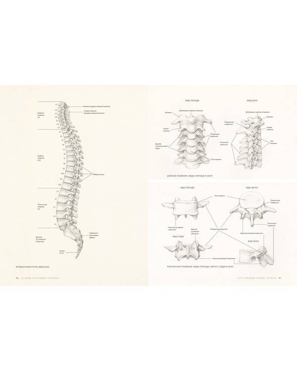 Основы анатомии человека. Наглядное руководство для художников