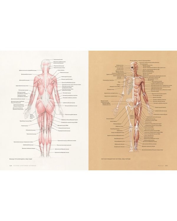 Основы анатомии человека. Наглядное руководство для художников