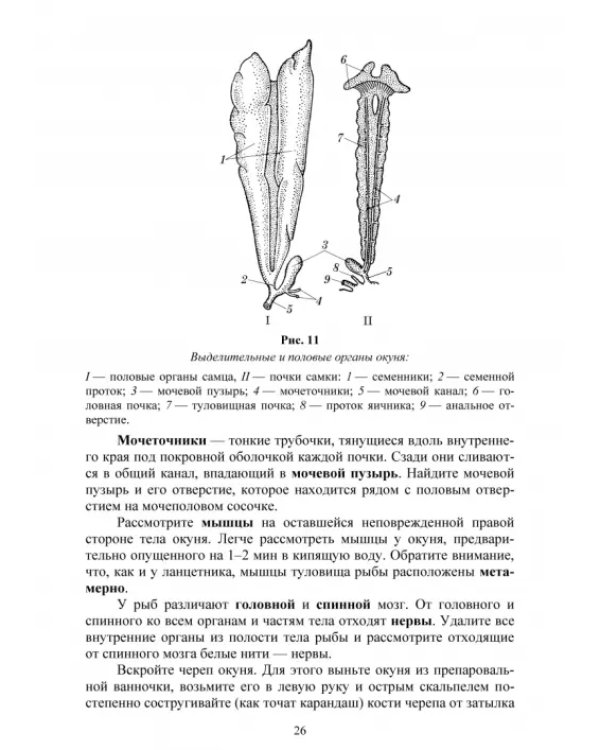 Позвоночные животные. Учебное пособие