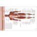 The Concise Human Body Book. An Illustrated Guide to its Structure, Function and Disorders