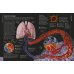 The Concise Human Body Book. An Illustrated Guide to its Structure, Function and Disorders