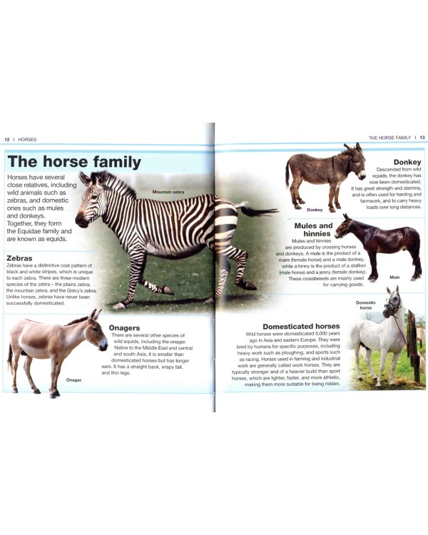 Horses. Facts at Your Fingertips